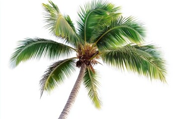 Graceful Coconut Palm Trees Swaying in Gentle Breeze Against Clear Blue Sky
