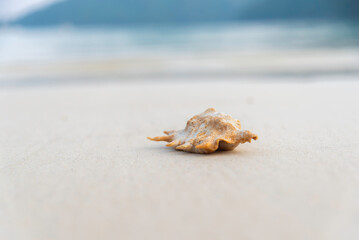 Beautiful striped shell on the sand for a photo background