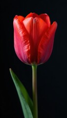 Close-up view of a tulip, dark background, intricate detail, bloom, closeup, red