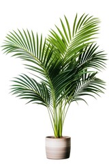 Plant plant leaf tree.