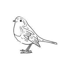 simple robin vector drawing