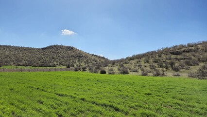  landscape with green wheat field in the front, a mountain at the back agaisnt cloudy blue sky