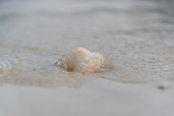 Beautiful striped shell on the sand for a photo background