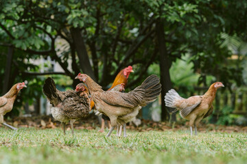 a rooster sitting with his chickens in the garden and nibbling on the green grass. a group of domestic birds at the farm near the village