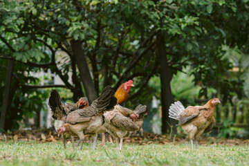a rooster sitting with his chickens in the garden and nibbling on the green grass. a group of domestic birds at the farm near the village