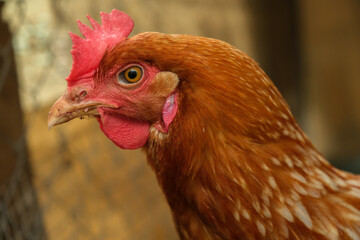 Close-up horizontal portrait of red hen in chicken coop looking at camera. Livestock and farming.