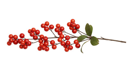 Isolated Christmas berries