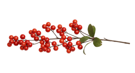 Isolated Christmas berries