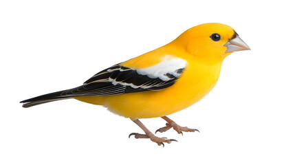 Isolated Yellow Bird Illustration With Black Wing on Transparent Background