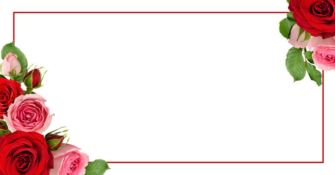 Red and pink rose flowers with green leaves in a corner arrangements with frame isolated on white or transparent background