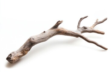 Driftwood branch isolated