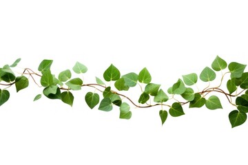 Leaf vine plant ivy white background.