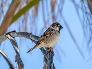 A willow sparrow (Passer hispaniolensis), closely related to the house sparrow, sits on a palm leaf.