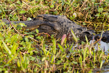 Fototapeta premium Sleeping alligator in Paynes' Prairie Preserve State Park near Gainsville, Florida