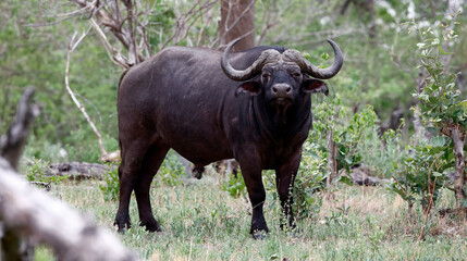 Buffalo in the Okavango Delta