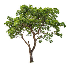 Obraz premium Branch with lush green leaves extending from a large tree against a white background, Isolated image a branch with leaves a large tree on a white background