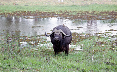Obraz premium Buffalo in the Okavango Delta