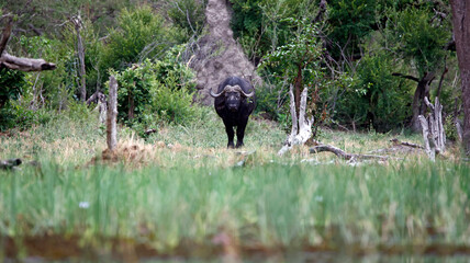 Buffalo in the Okavango Delta