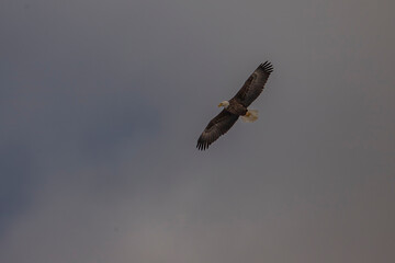 Bald Eagle glides across the sky above the Delaware River