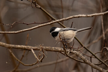 Black-capped Chickadee perched on a tree branch