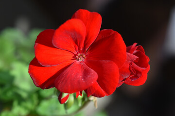 Red Geranium flower close up on a dark background.