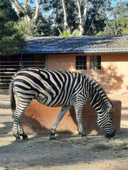 zebra in the zoo