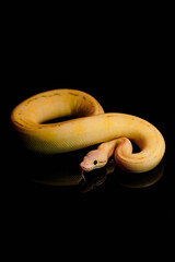 Captivating ball python with golden hues, coiled gracefully on a dark background. A must-have image for reptile fans and stock buyers.