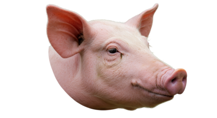Isolated Pig Head