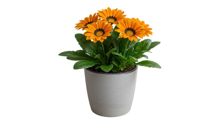 Isolated Blooming Gazania Bright Orange Flowers in Pot