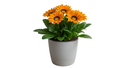 Isolated Blooming Gazania Bright Orange Flowers in Pot