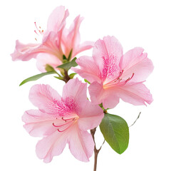 Obraz premium Closeup view of vibrant pink azalea flowers isolated on Transparent background showcasing delicate petals and leaves, Closeup isolated image pink azalea flowers on PNG background