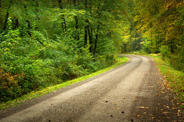 Dirt road with a bend in the lush green forest