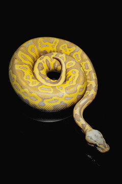 Close-up of a stunning ball python, showcasing intricate markings and smooth scales. Ideal for exotic pet and nature photography projects.
