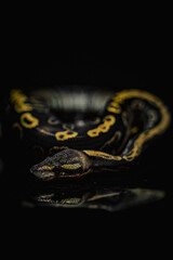 Mesmerizing ball python with stunning golden markings on a black background. Perfect for wildlife photography, reptile lovers, and exotic pet content. High-quality close-up shot full of detail.