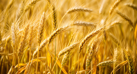 wheat field