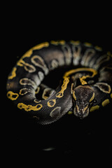 Mesmerizing ball python with stunning golden markings on a black background. Perfect for wildlife photography, reptile lovers, and exotic pet content. High-quality close-up shot full of detail.