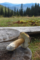 Porcini mushroom on on a wooden stump close-up against the backdrop of mountain ranges and spruce forest.