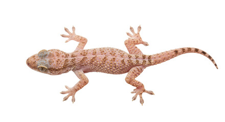 Naklejka premium Isolated Gecko Lizard