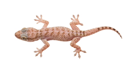 Isolated Gecko Lizard