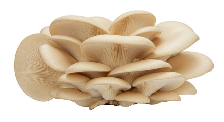 Isolated Oyster Mushrooms
