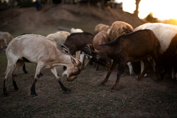 The goat is using its horns in a fight.