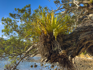 New Zealand native epiphyte plant. Coastal astelia or shore kowharawhara at Shelly Beach, Kikowhakarere Bay, Coromandel Peninsula. Growing on a Pōhutukawa tree.