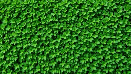 a close up of a green plant with many leaves