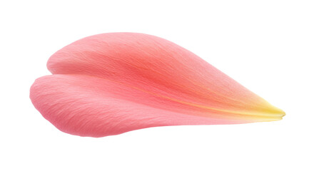 Isolated Pink Flower Petal