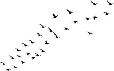 Silhouette Flock Birds Flying Together in VFormation Against a Clean White Background