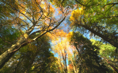 Forest canopy on a sunny autumn day, dramatic composition with colorful beech and coniferous trees