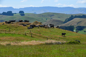 Obraz premium Rural landscape at north island, New Zealand