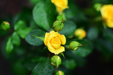Yellow rose bush with small blossoms and buds. Yellow flower blooming.