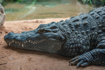 Alligator in the zoo