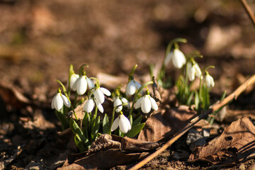 Snowdrop, the first flower of spring, snowdrop, the symbol of spring!